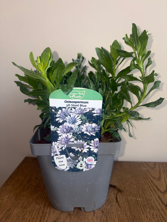 Osteospermum 3D Blue Steel 2L | African Daisy Flowering Plant for Bees