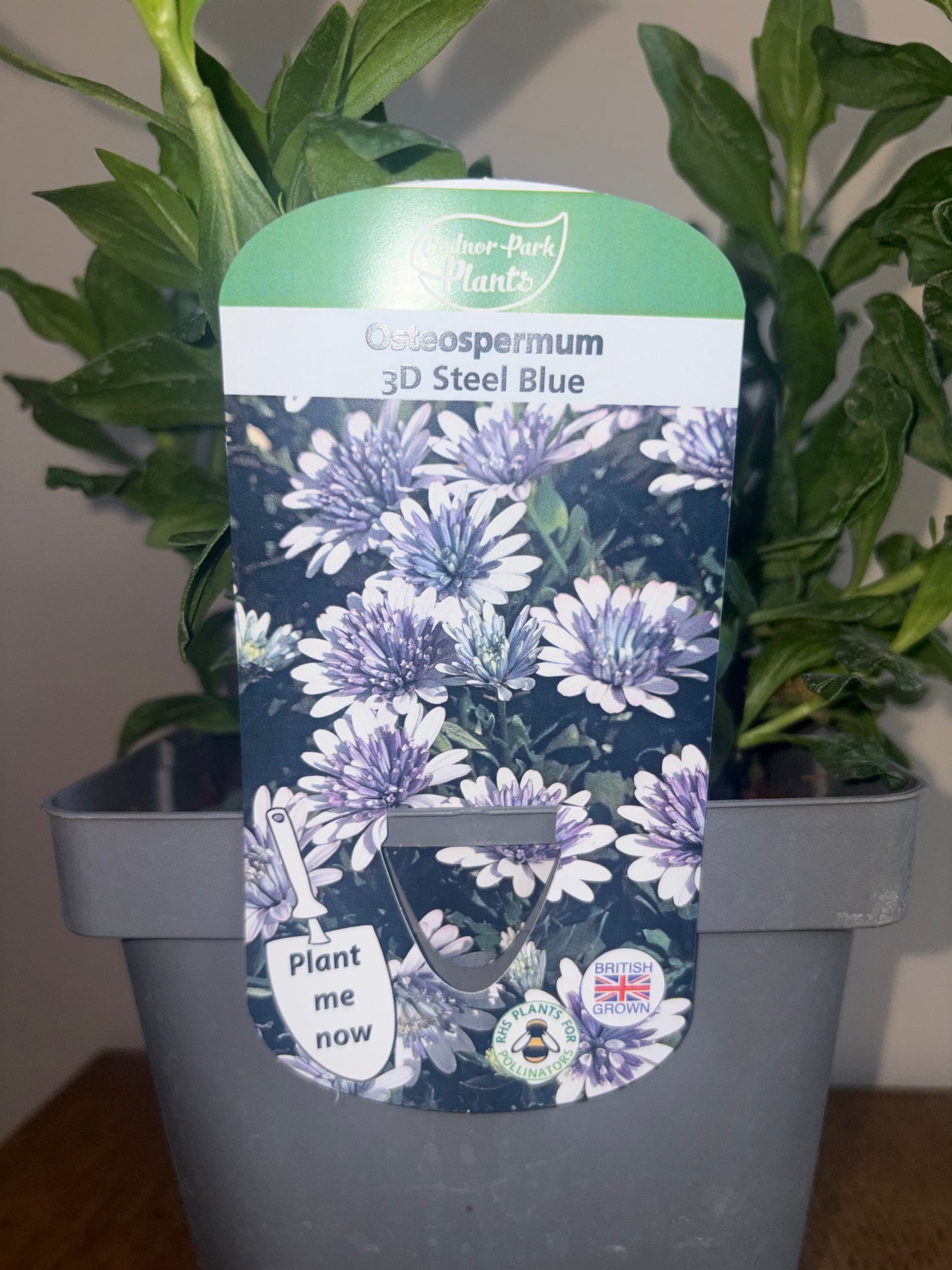Osteospermum 3D Steel Blue 2L perennial plant OSTEOSPERMUM/141099/178865/GB