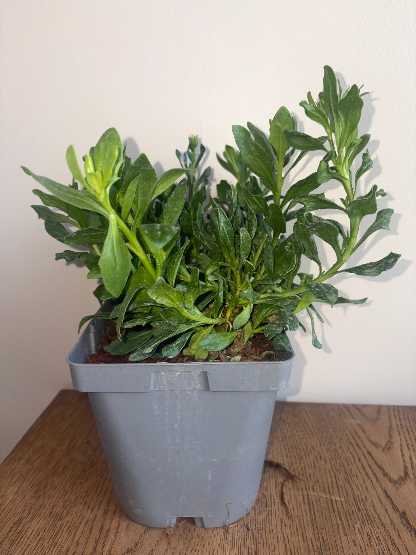 Osteospermum 3D Steel Blue 2L perennial plant OSTEOSPERMUM/141099/178865/GB