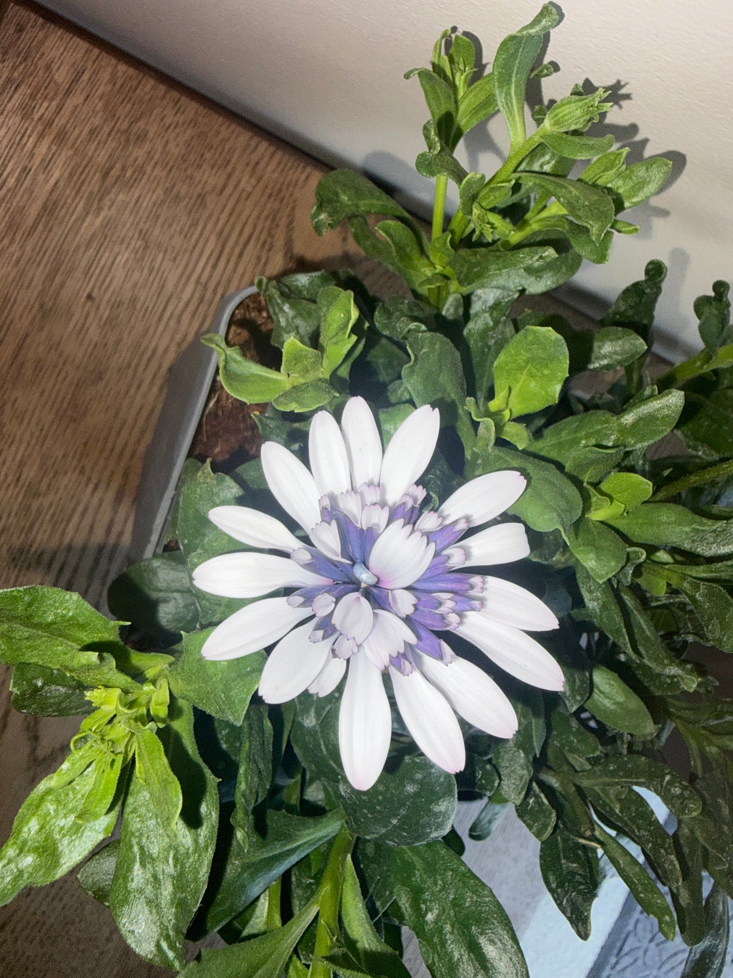 Osteospermum 3D Steel Blue 2L perennial plant OSTEOSPERMUM/141099/178865/GB