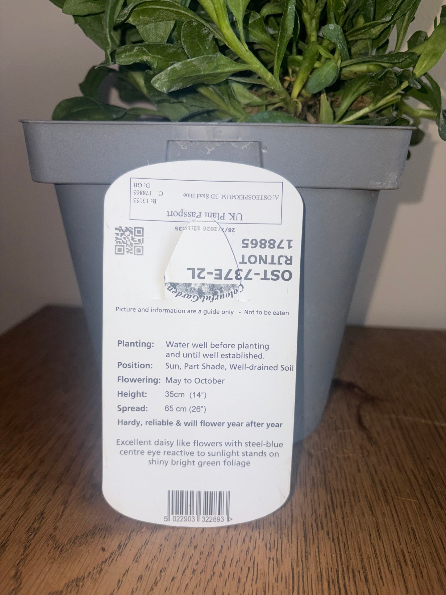 Osteospermum 3D Steel Blue 2L perennial plant OSTEOSPERMUM/141099/178865/GB