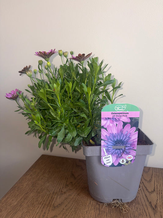 Osteospermum 3D Deep Pink 2L | African Daisy Flowering Plant | Bee Friendly