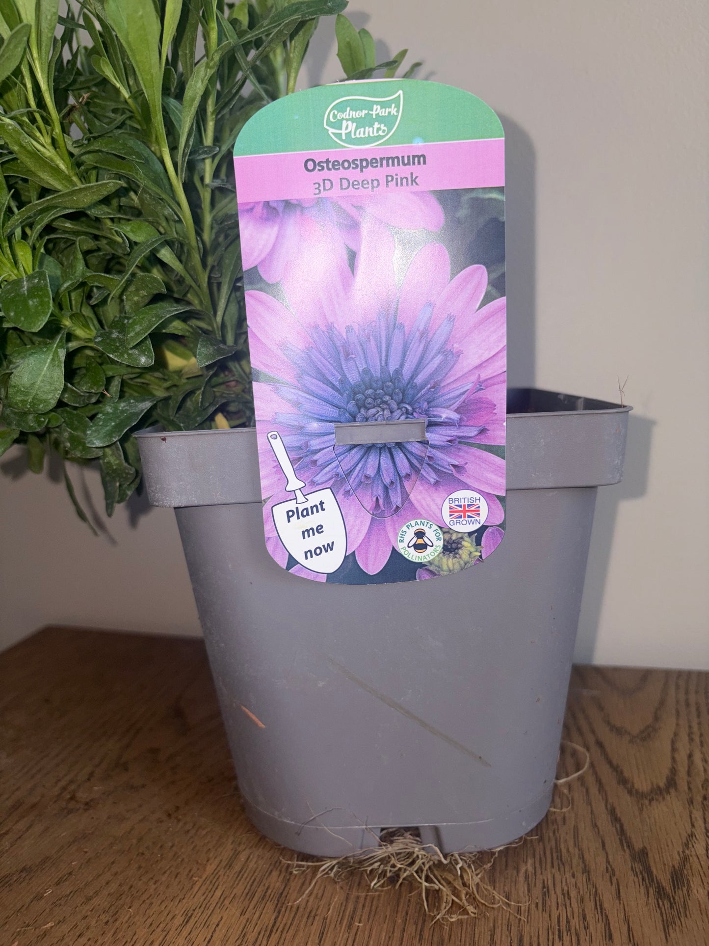 Osteospermum 3D Deep Pink 2L perennial plant OSTEOSPERMUM/141099/178865/GB
