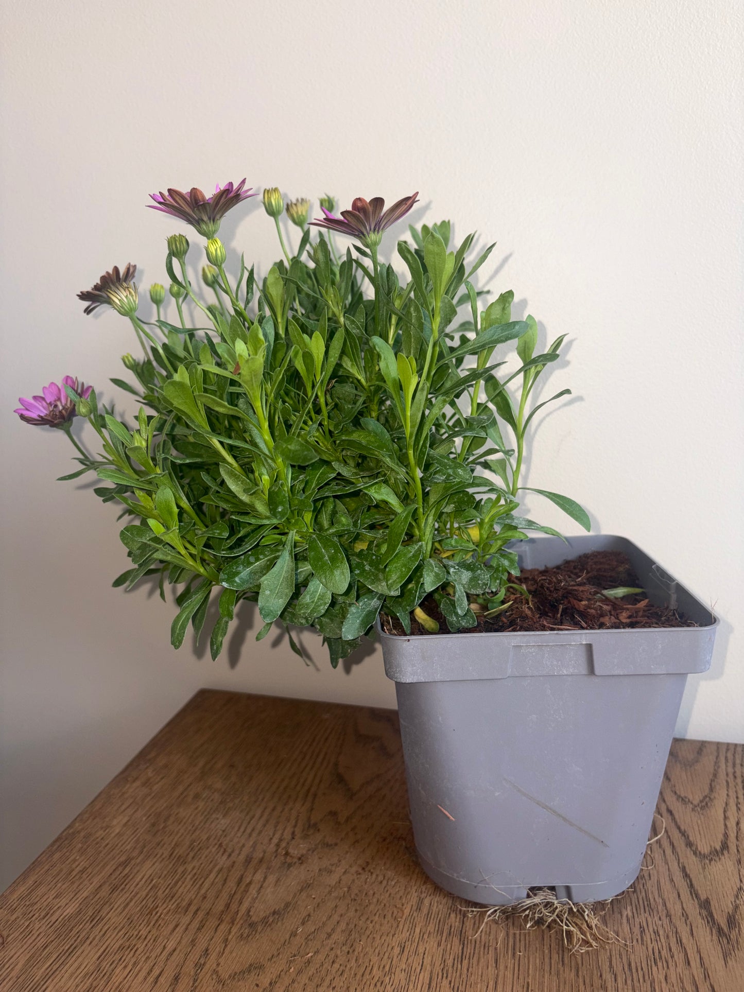 Osteospermum 3D Deep Pink 2L perennial plant OSTEOSPERMUM/141099/178865/GB