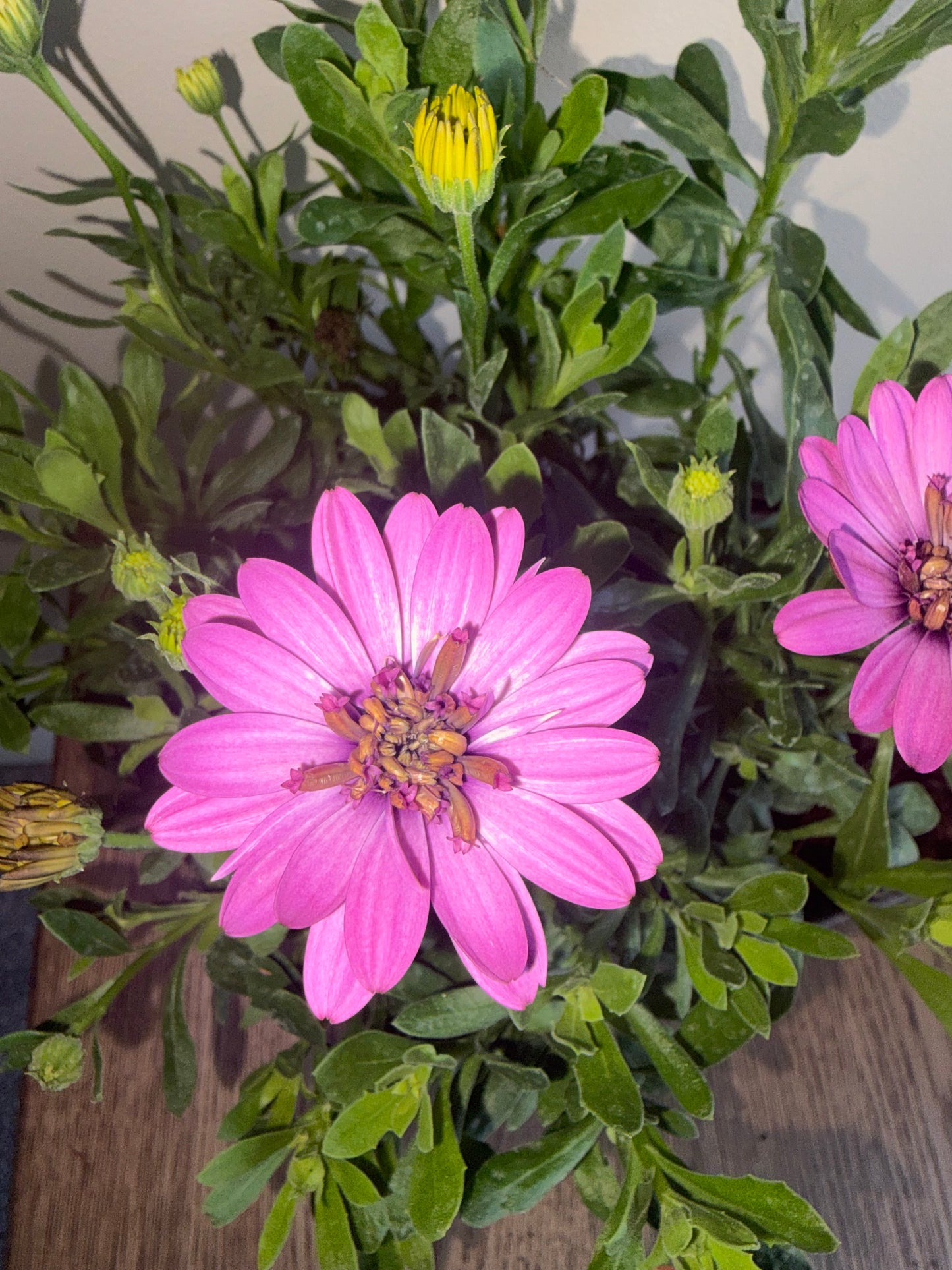 Osteospermum 3D Deep Pink 2L perennial plant OSTEOSPERMUM/141099/178865/GB
