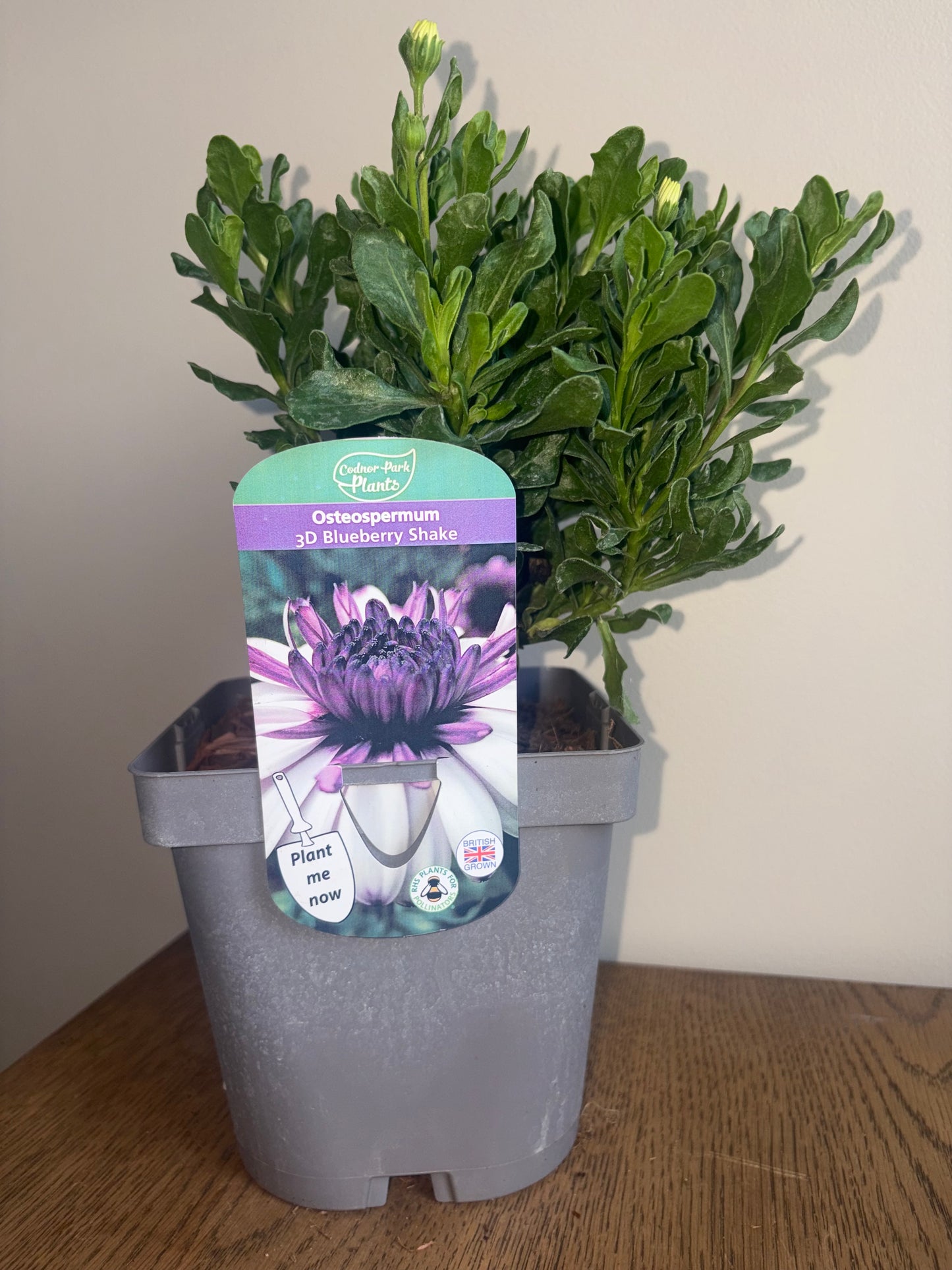 Osteospermum 3D Blueberry Shake 2L perennial plant OSTEOSPERMUM/141099/178865/GB