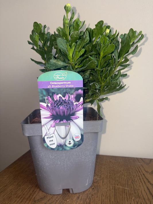Osteospermum 3D Blueberry Shake 2L | African Daisy Flowering Plant for Bees