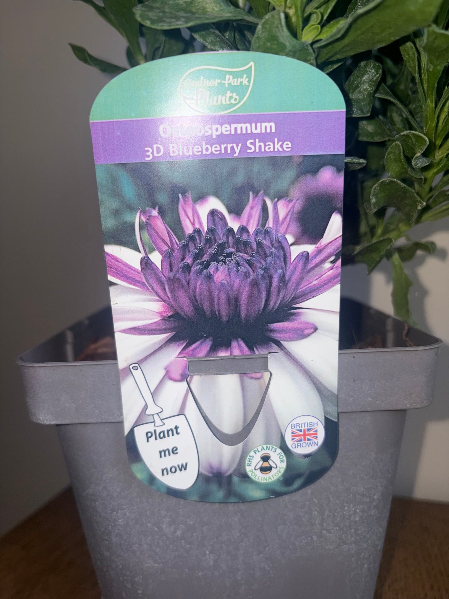 Osteospermum 3D Blueberry Shake 2L perennial plant OSTEOSPERMUM/141099/178865/GB