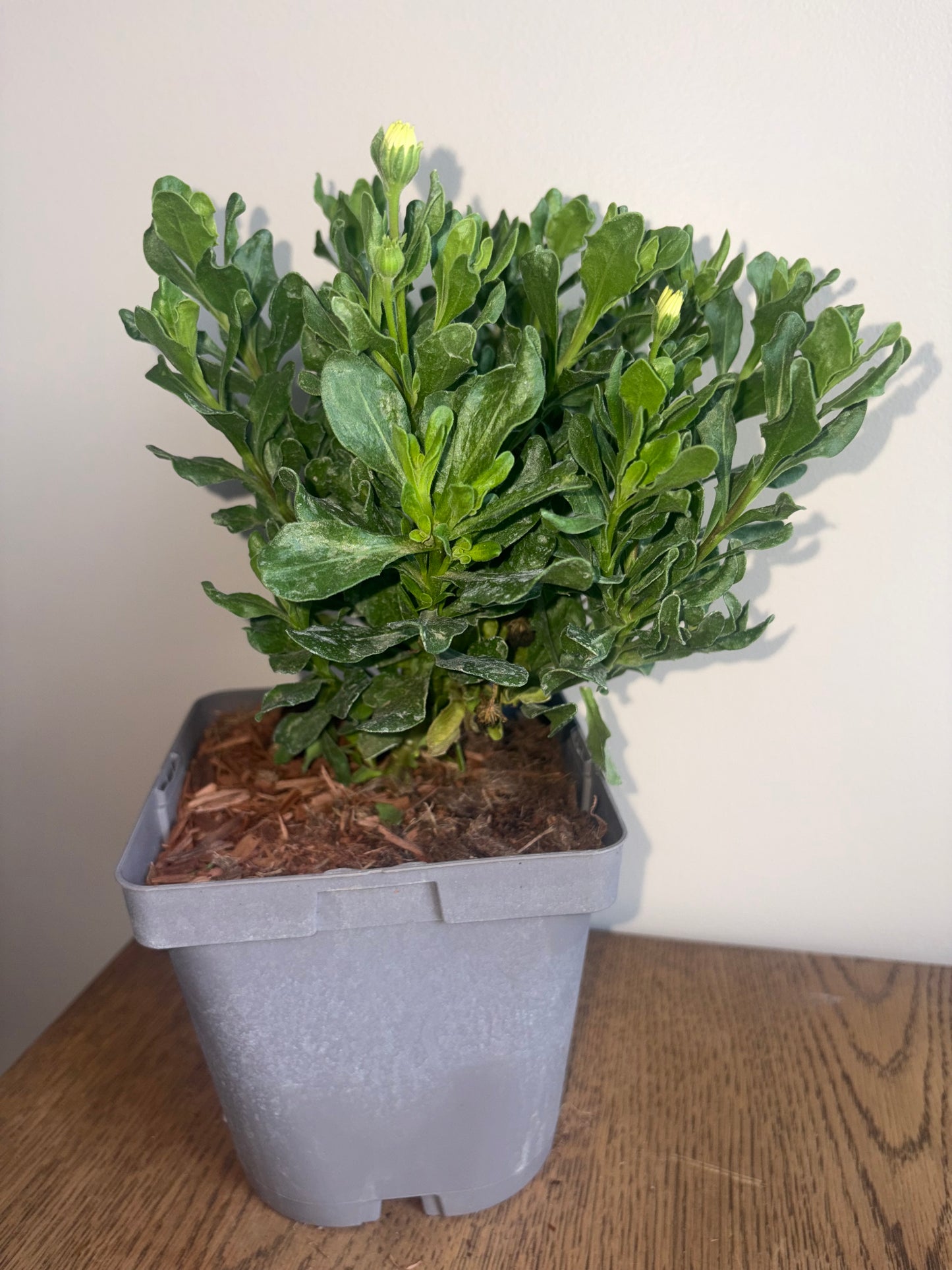Osteospermum 3D Blueberry Shake 2L perennial plant OSTEOSPERMUM/141099/178865/GB