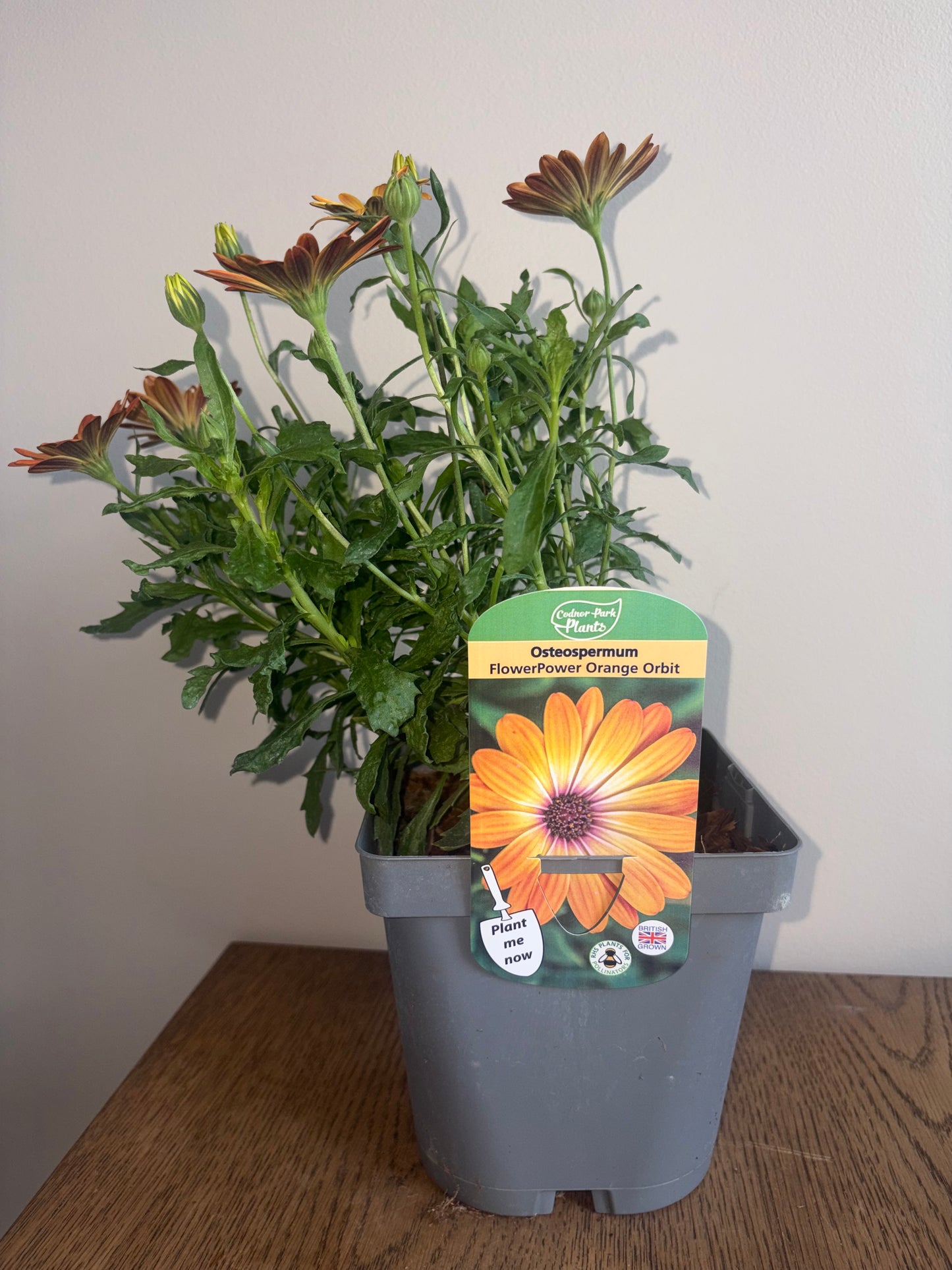 Osteospermum FlowerPower Orange Orbit 2L OSTEOSPERMUM/141099/178865/GB