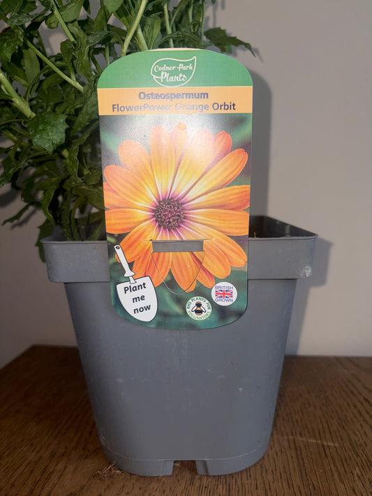Osteospermum FlowerPower Orange Orbit 2L | African Daisy Flowering Plant