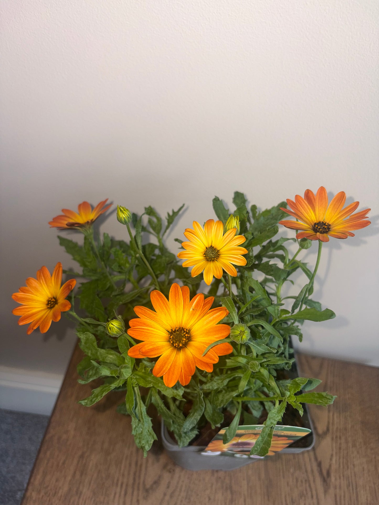 Osteospermum FlowerPower Orange Orbit 2L OSTEOSPERMUM/141099/178865/GB