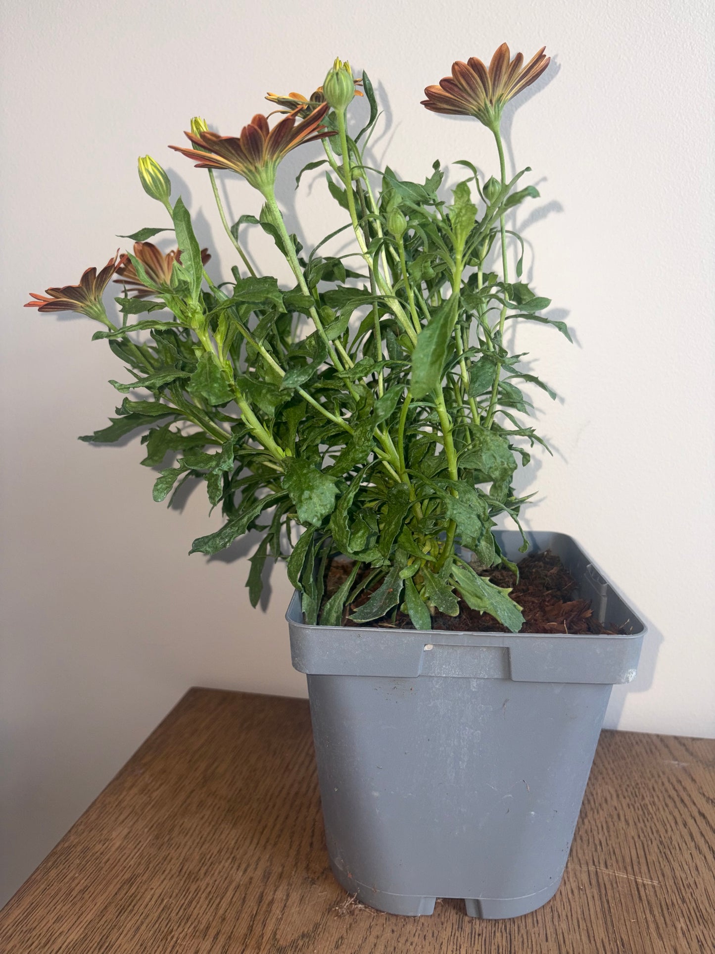Osteospermum FlowerPower Orange Orbit 2L OSTEOSPERMUM/141099/178865/GB