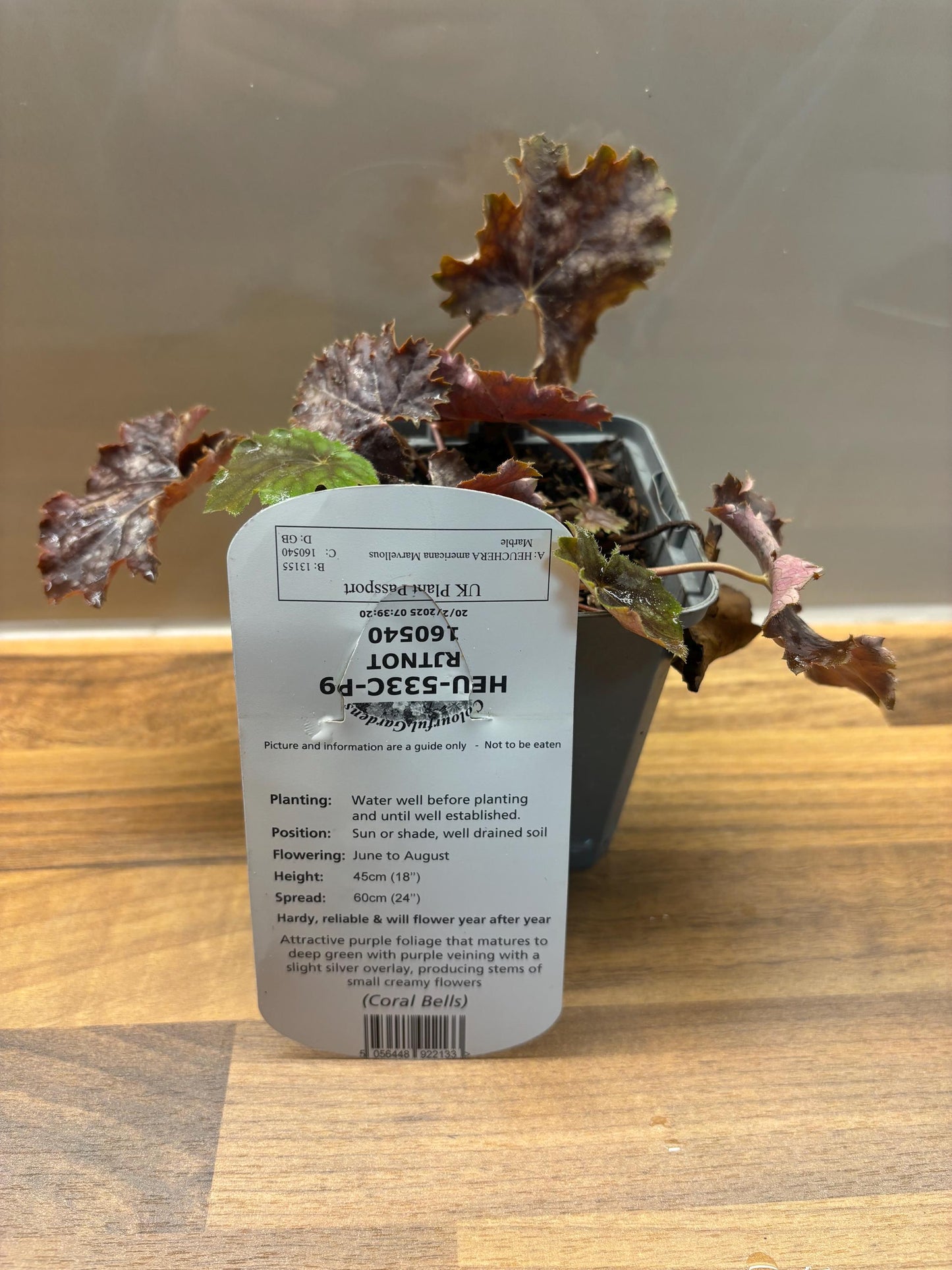 Heuchera Marvellous Marble P9 potted plant fully hardy semi-evergreen ground cover attracts wildlife HEUCHERA/141099/160540/GB