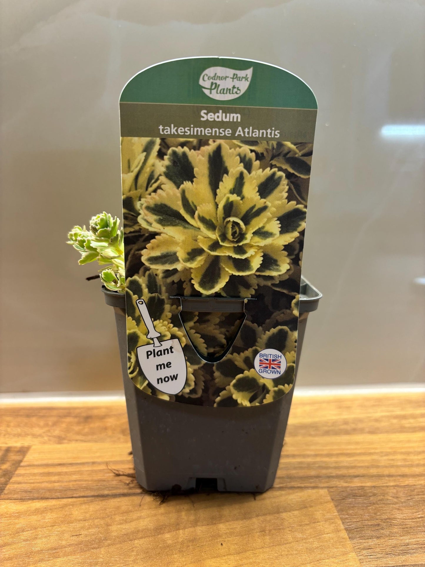 Sedum Atlantis P9 Spurge Ice Plant fully hardy perennial ideal for pots and rock gardens Sedum takesimense/141099/160540/GB