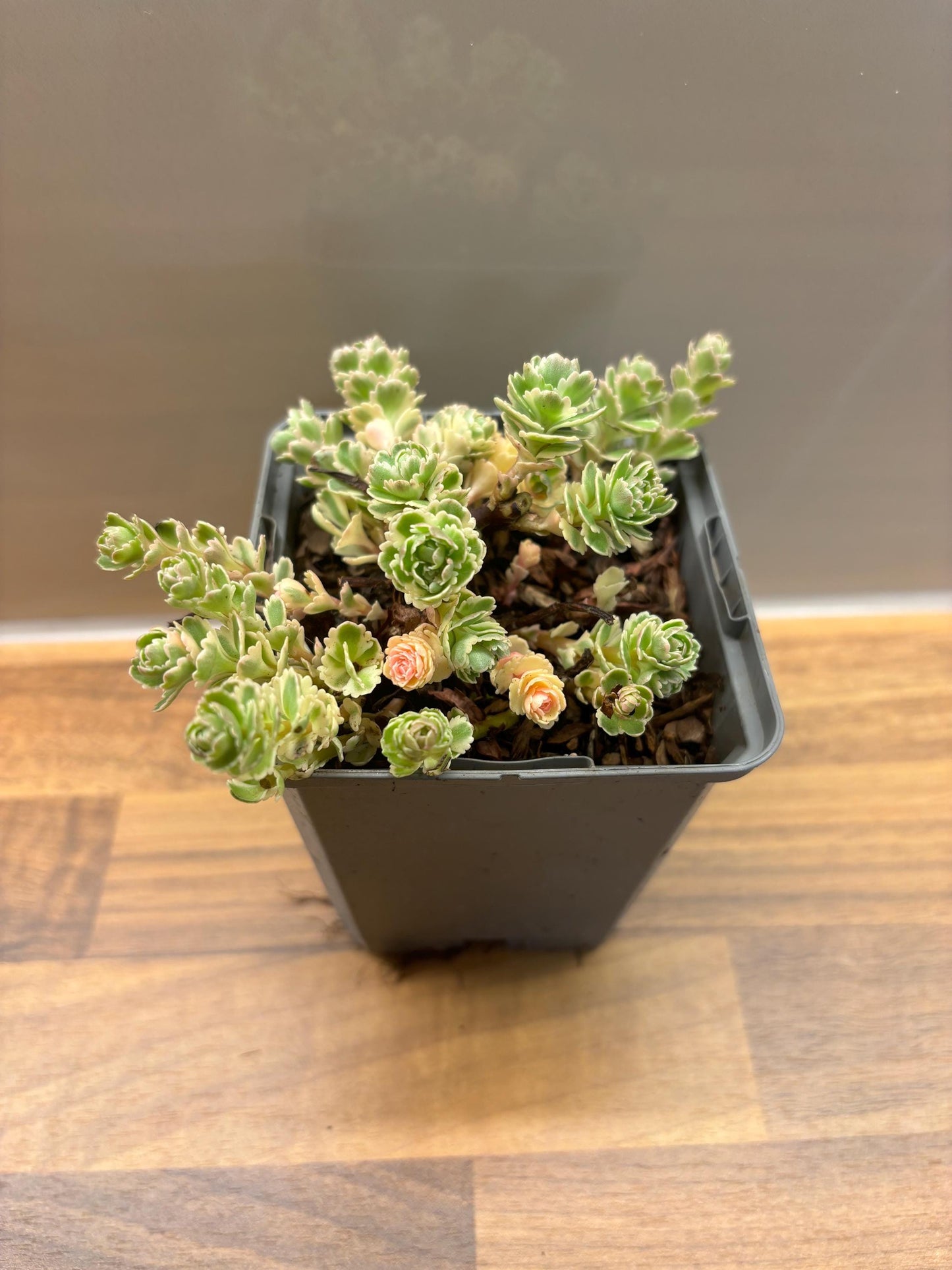 Sedum Atlantis P9 Spurge Ice Plant fully hardy perennial ideal for pots and rock gardens Sedum takesimense/141099/160540/GB
