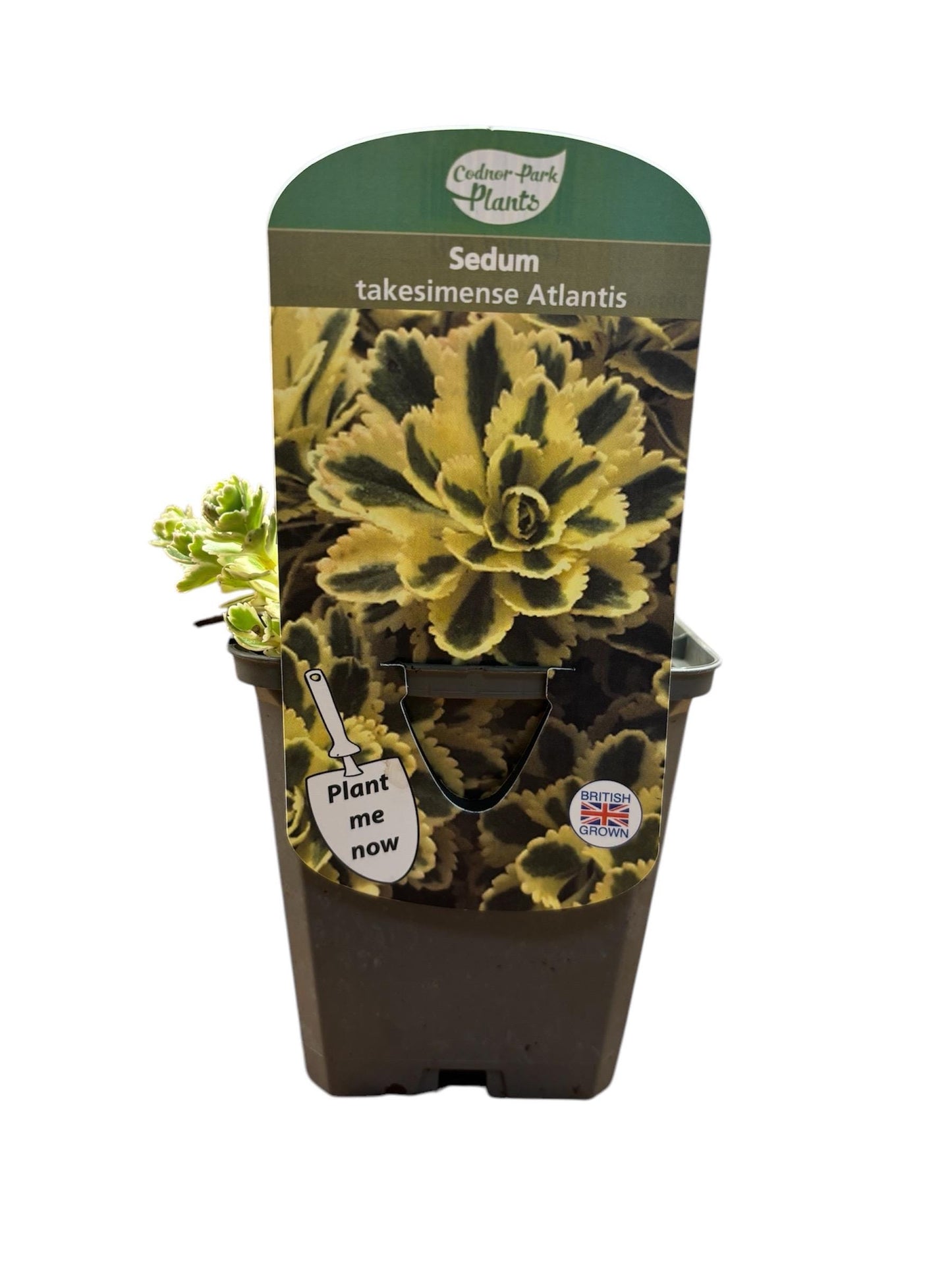 Sedum Atlantis P9 Spurge Ice Plant fully hardy perennial ideal for pots and rock gardens Sedum takesimense/141099/160540/GB