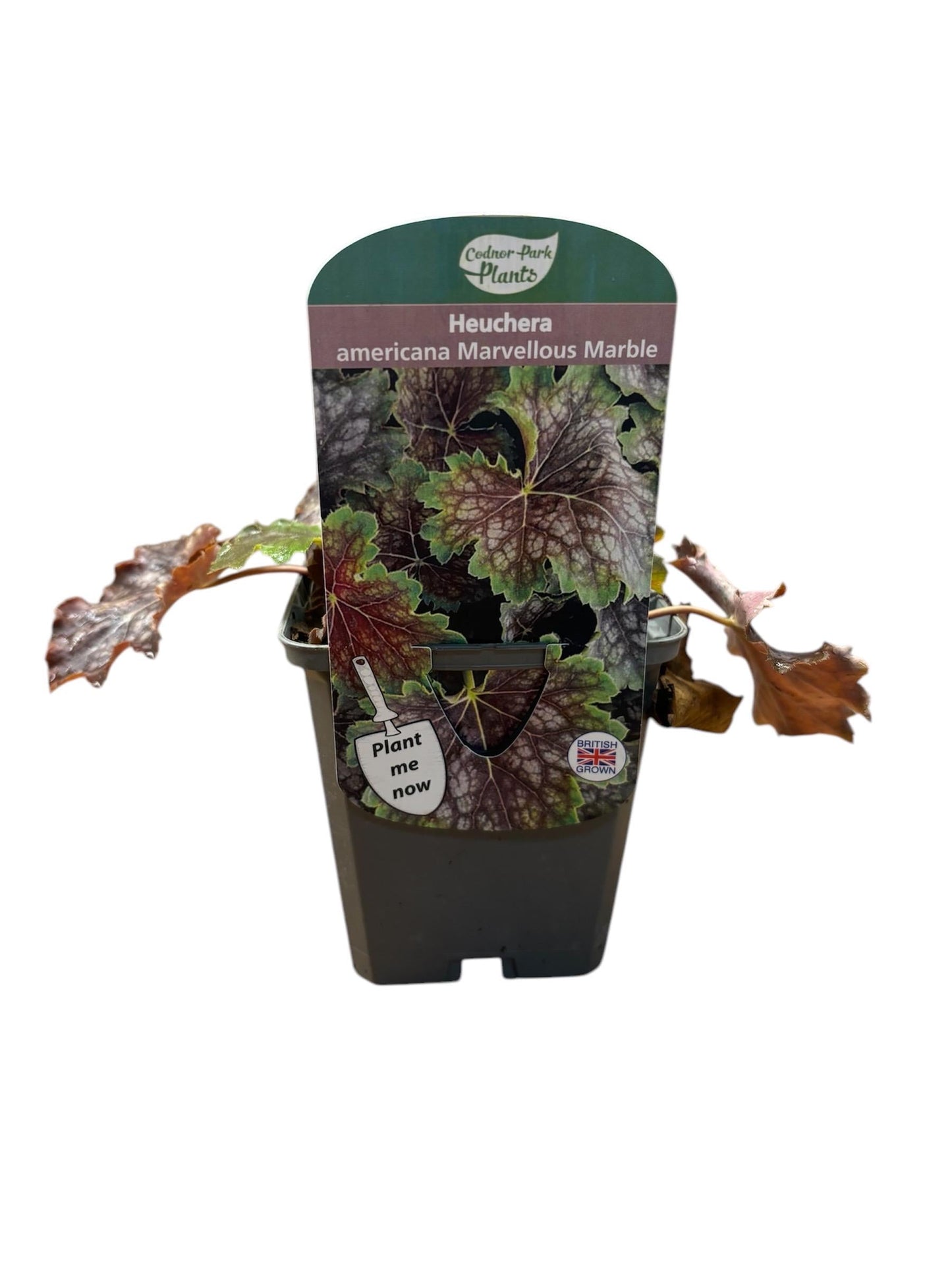 Heuchera Marvellous Marble P9 potted plant fully hardy semi-evergreen ground cover attracts wildlife HEUCHERA/141099/160540/GB