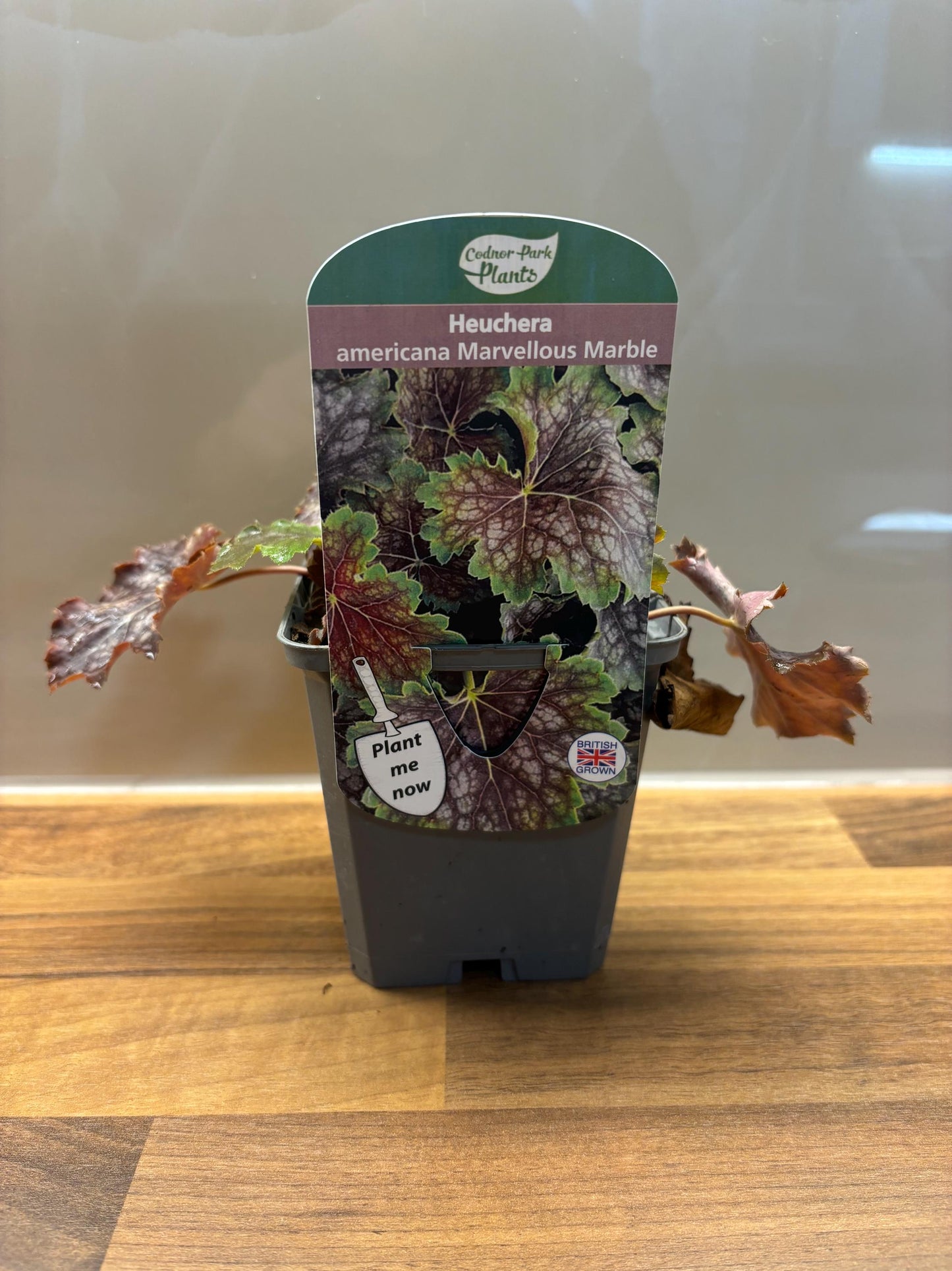 Heuchera Marvellous Marble P9 potted plant fully hardy semi-evergreen ground cover attracts wildlife HEUCHERA/141099/160540/GB