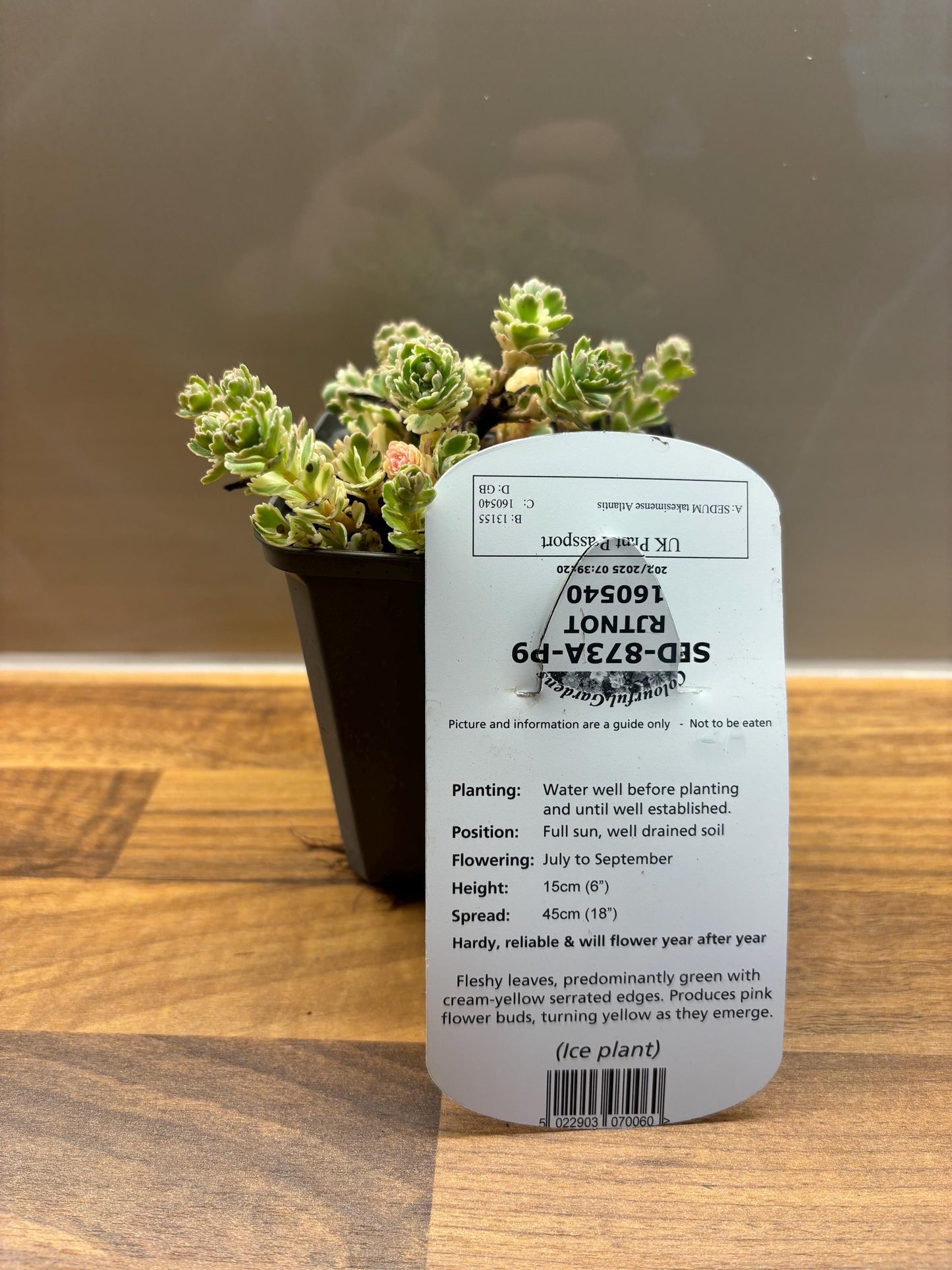Sedum Atlantis P9 Spurge Ice Plant fully hardy perennial ideal for pots and rock gardens Sedum takesimense/141099/160540/GB