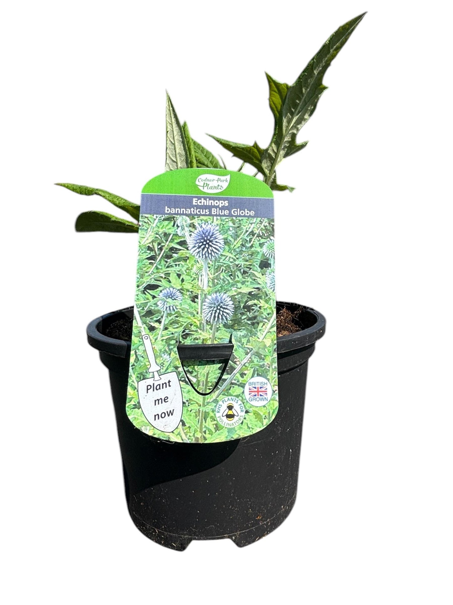 Echinops Blue Globe Thistle 1L potted hardy perennial plant loved by pollinators ECHINOPS bannaticus/141099/148095/GB