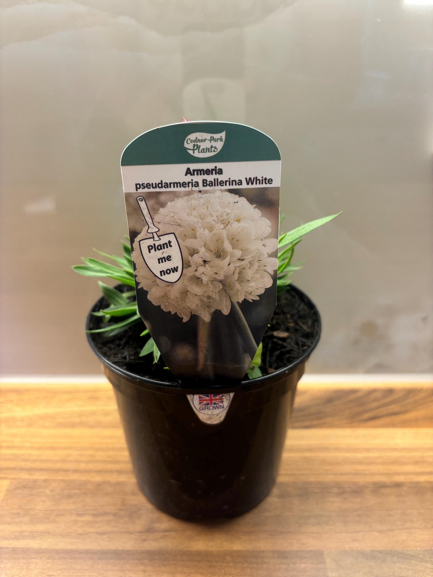 Armeria Ballerina White Thrift 1L ARMERIA pseudarmeria/141099/160540/GB