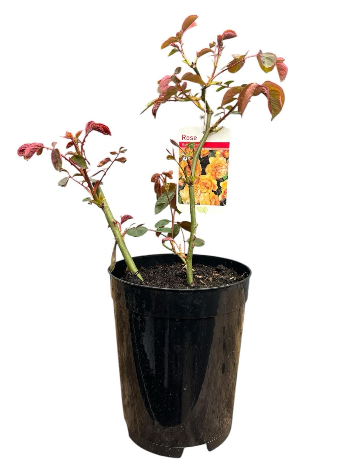 Buff Beauty 4L hybrid musk shrub rose disease resistant strong tea rose scent ROSA/141099/11983/GB