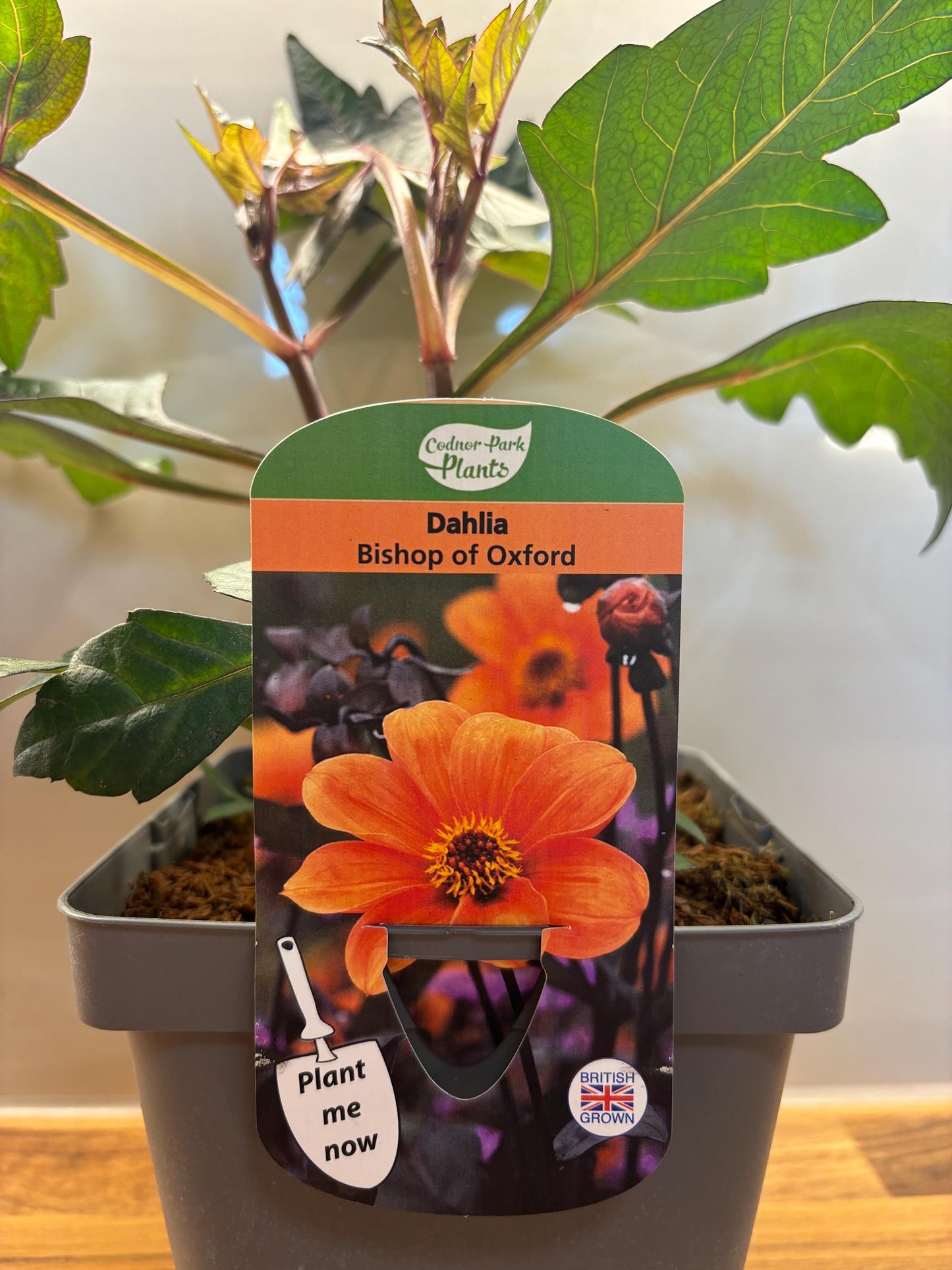 Dahlia Bishop of Oxford 2L potted summer autumn flowering garden border plant DAHLIA/141099/164133/GB