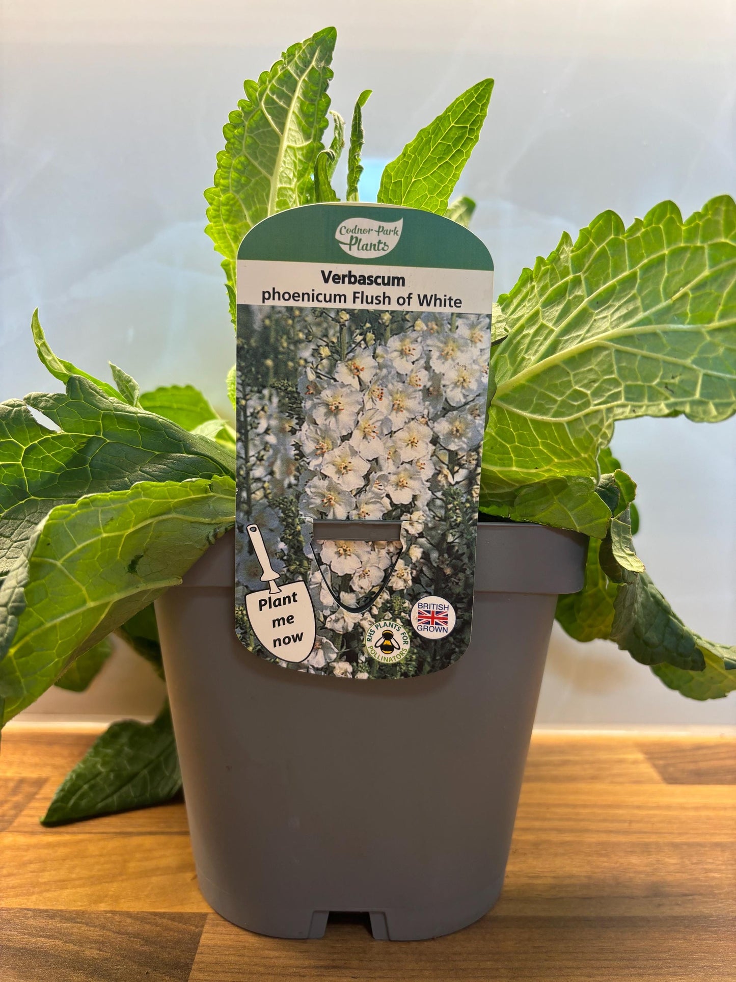 Verbascum Flush of White 2L Mullein potted plant herbaceous perennial cottage garden VERBASCUM phoeniceum/141099/164133/GB