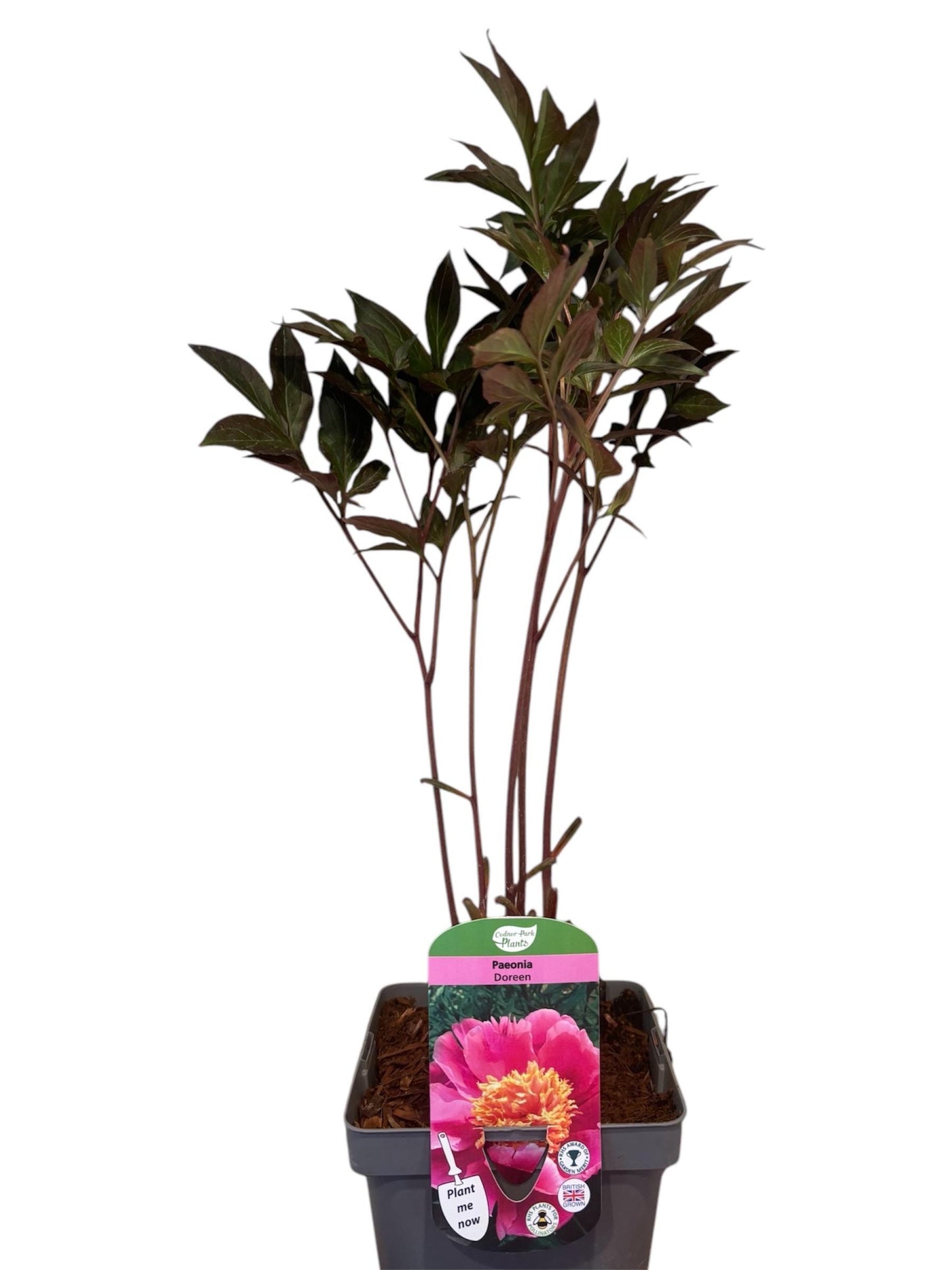 Peony Doreen 2L potted spring summer flowering garden border plant PAEONIA/141099/164133/GB