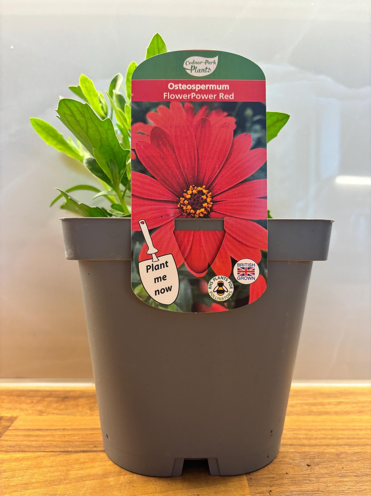 Osteospermum FlowerPower Red 2L potted plant herbaceous perennial OSTEOSPERMUM/141099/164133/GB