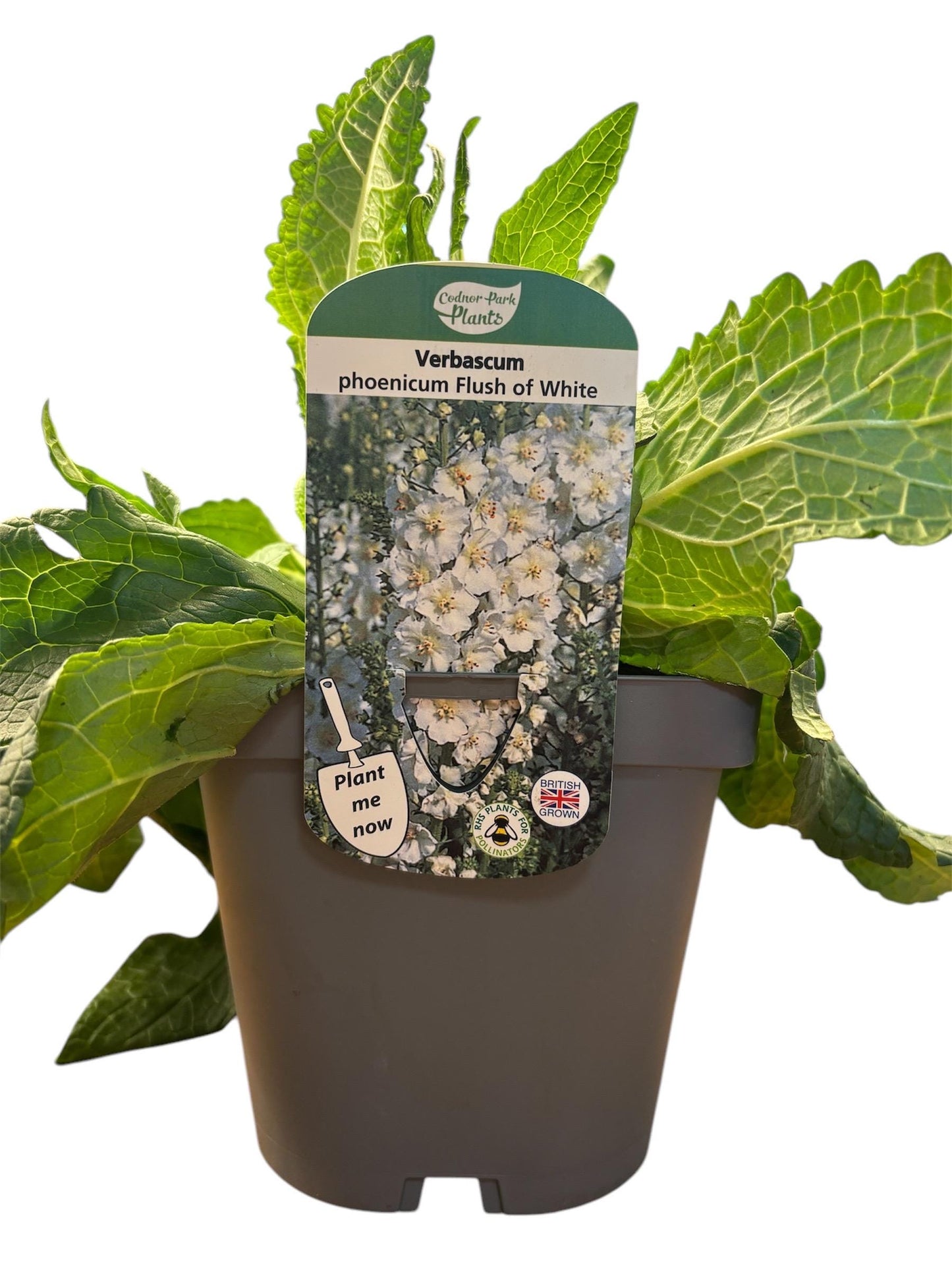 Verbascum Flush of White 2L Mullein potted plant herbaceous perennial cottage garden VERBASCUM phoeniceum/141099/164133/GB