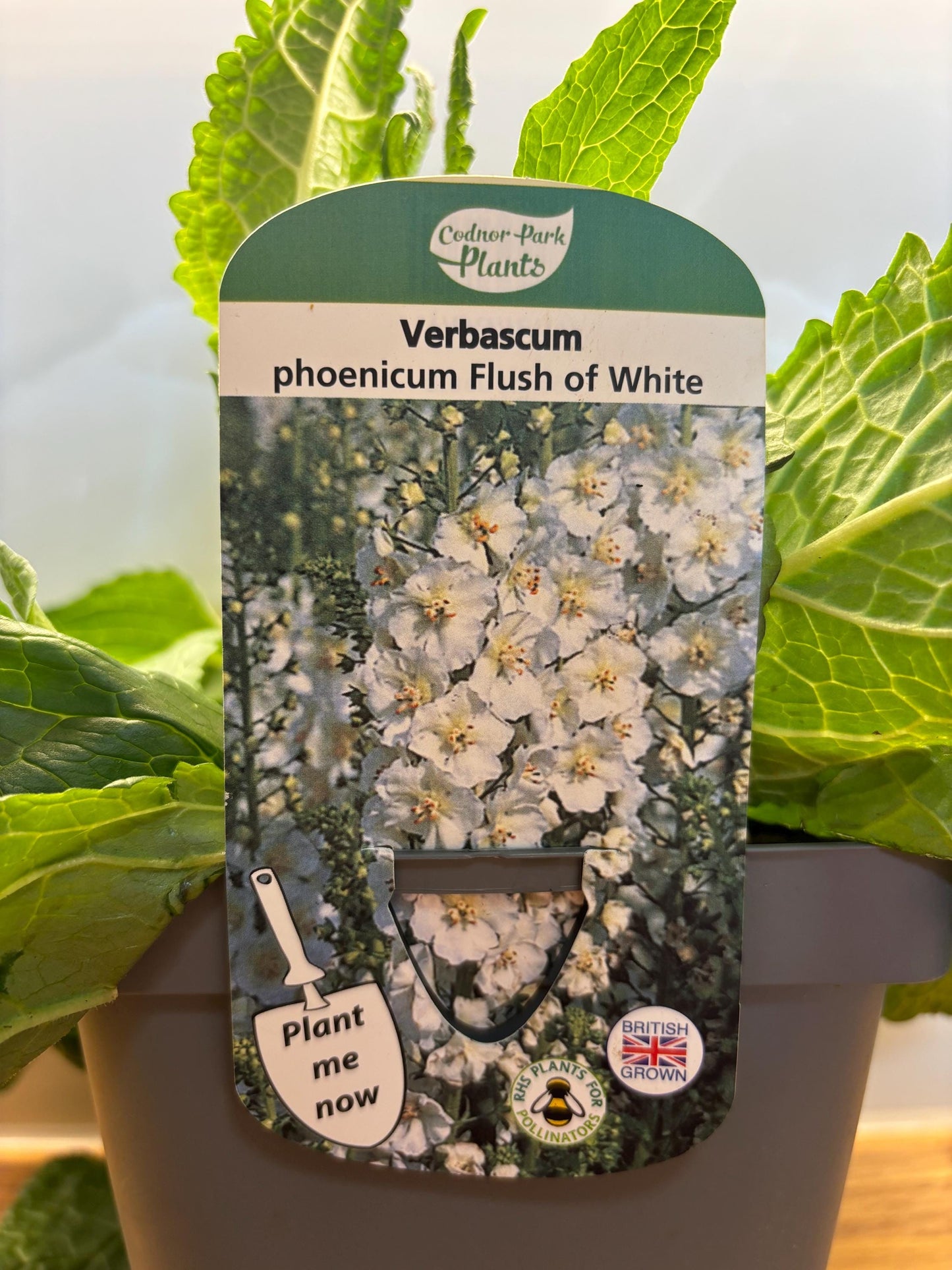 Verbascum Flush of White 2L Mullein potted plant herbaceous perennial cottage garden VERBASCUM phoeniceum/141099/164133/GB