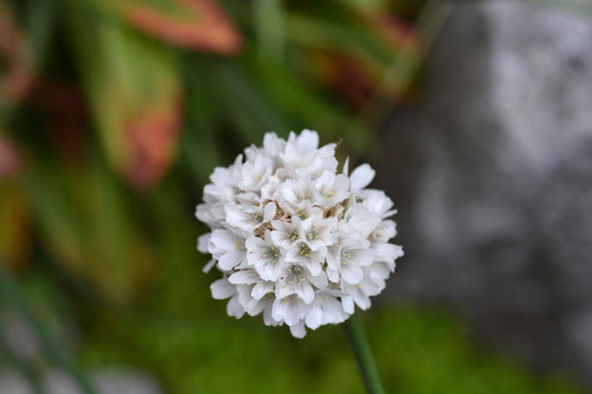 Armeria Ballerina White Thrift 1L ARMERIA pseudarmeria/141099/160540/GB