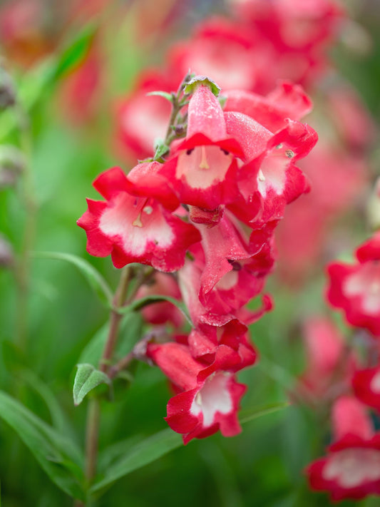 Penstemon Arabesque Red Beardtongue 2L hardy perennial cottage garden plant PENSTEMON/141099/164133/GB