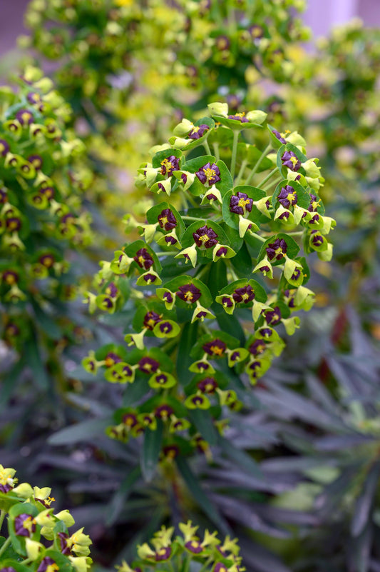 Euphorbia Black Pearl 2L potted plant fully hardy Mediterranean garden EUPHORBIA characias/141099/160540/GB