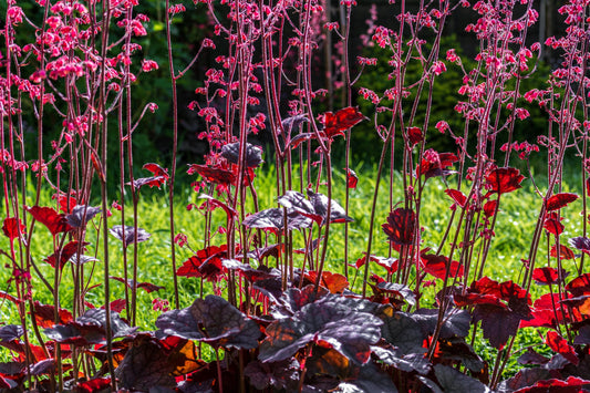 Heuchera Hollywood 2L potted plant fully hardy semi-evergreen ground cover attracts wildlife HEUCHERA/141099/160540/GB