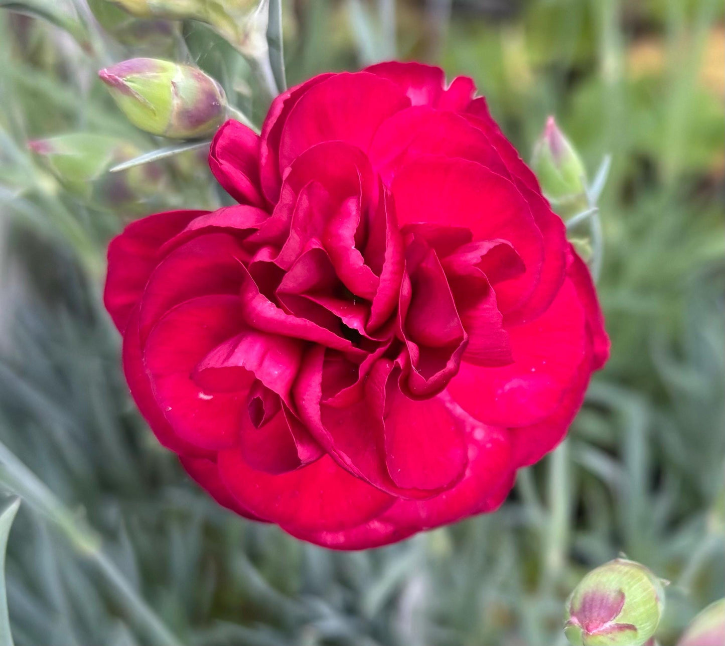 Dianthus Passion P9 potted plant fully hardy cottage garden DIANTHUS/141099/160540/GB
