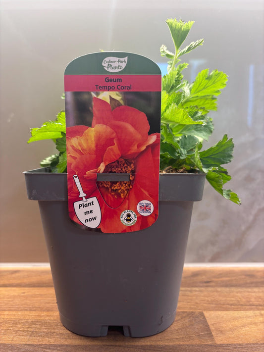 Geum Avens Tempo Coral 2L cottage garden potted perennial GEUM/141099/166336/GB