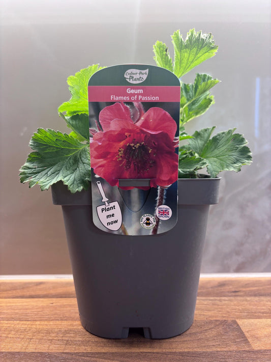 Geum Avens Flames of Passion 2L cottage garden potted perennial GEUM/141099/166336/GB