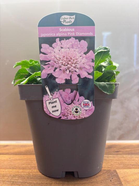 Scabiosa Pink Diamonds 2L potted plant fully hardy cottage garden pincushion flower SCABIOSA/141099/166336/GB