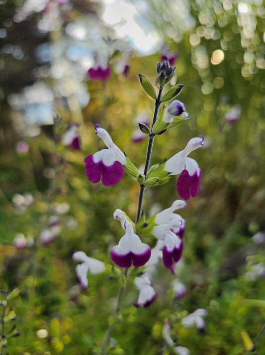 Salvia Amethyst Lips 2L Sage cottage garden SALVIA greggii/141099/166336/GB