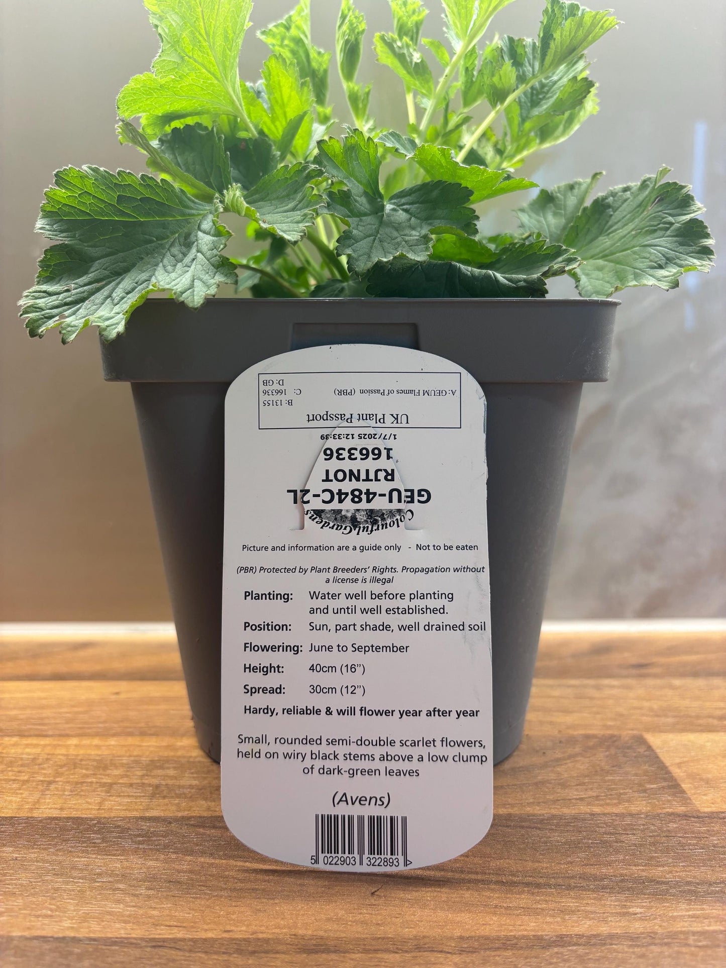 Geum Avens Flames of Passion 2L cottage garden potted perennial GEUM/141099/166336/GB