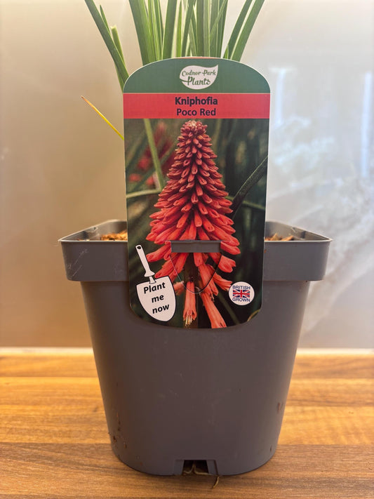 Poco Red Kniphofia Red Hot Poker 2L potted plant fully hardy KNIPHOFIA/141099/166336/GB