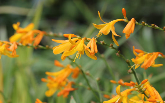 Crocosmia George Davidson 2L Monbretia potted plant CROCOSMIA/141099/166336/GB