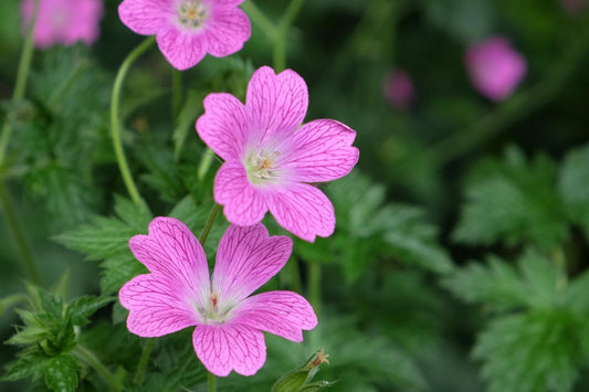 Geranium Wargrave Pink 2L Cranesbill plant GERANIUM endressi/141099/160540/GB