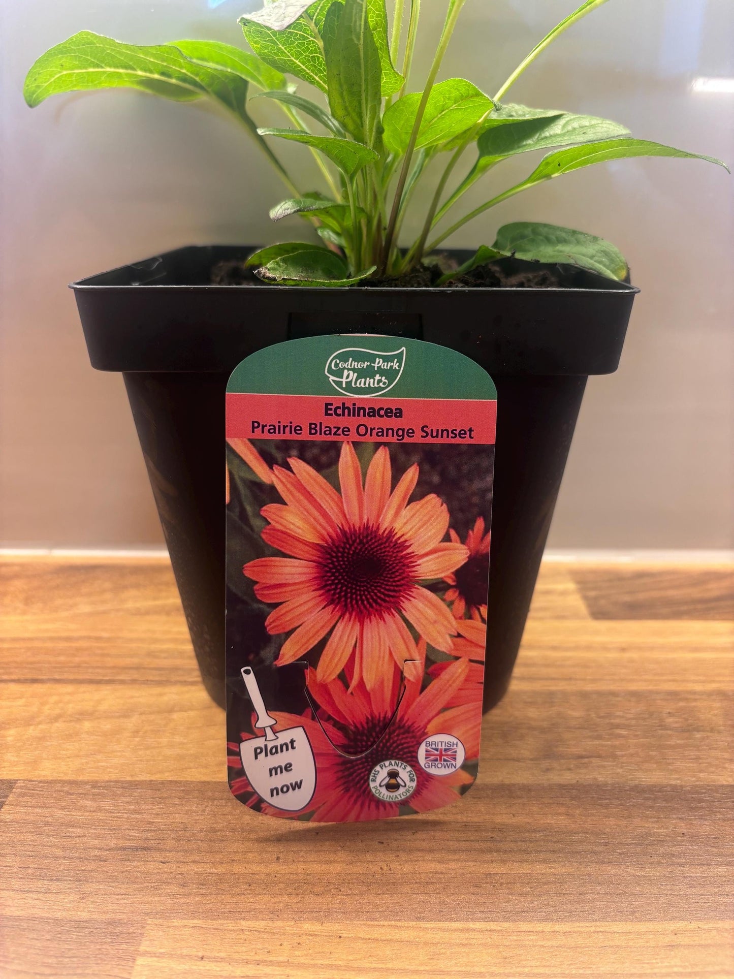 Echinacea Orange Sunset 2L Coneflower Plant ECHINACEA purpurea/141099/168584/GB
