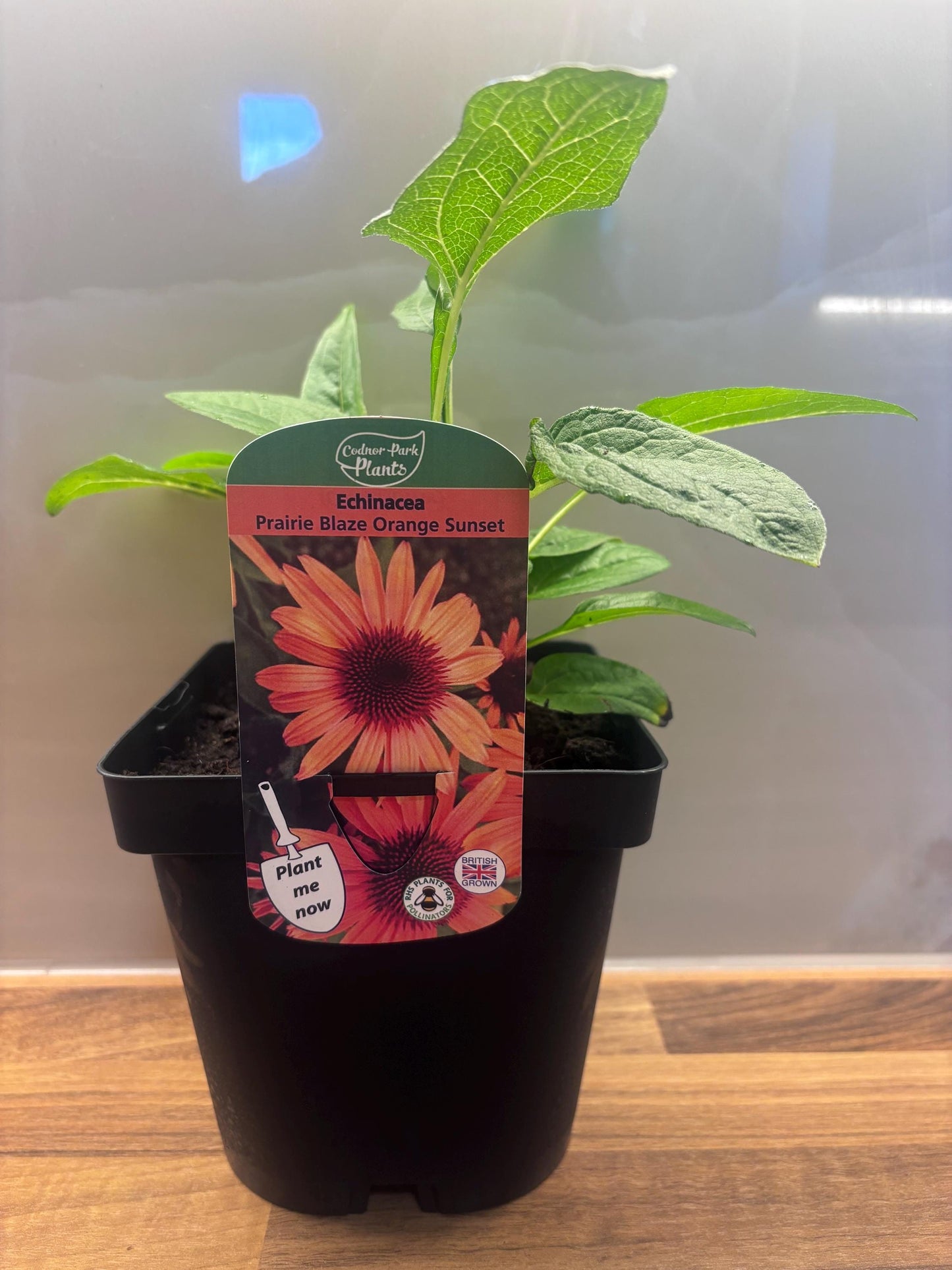 Echinacea Orange Sunset 2L Coneflower Plant ECHINACEA purpurea/141099/168584/GB