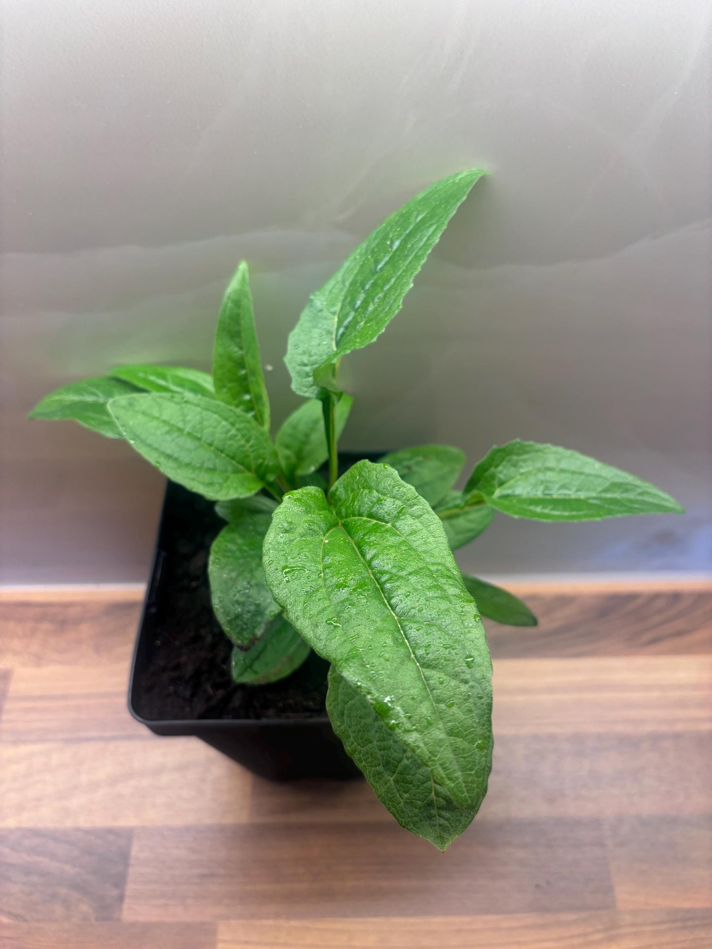 Echinacea Orange Sunset 2L Coneflower Plant ECHINACEA purpurea/141099/168584/GB