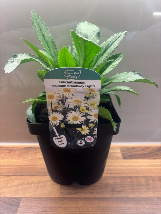 Leucanthemum Broadway Lights 2L Shasta Daisy LEUCANTHEMUM/141099/168584/GB